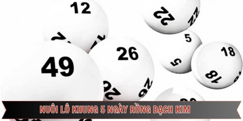 Nuôi lô khung 5 ngày rồng bạch kim