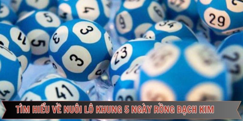 Tìm hiểu về nuôi lô khung 5 ngày rồng bạch kim